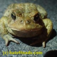 /home//u458753944/public_html/sourcegallery//////Roxborough Toad Detour/2013-2019/2018/2018-04-13/P4130006.JPG